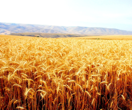 Wheat crop in Lewiston.JPG